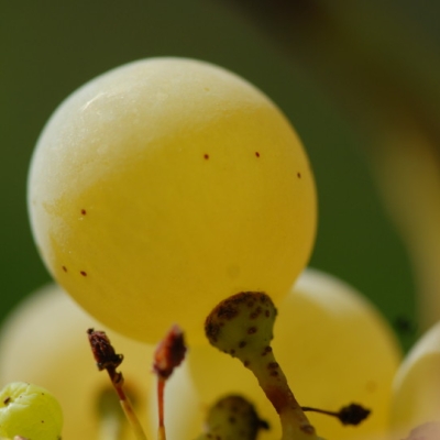 Kerner ANT 0967